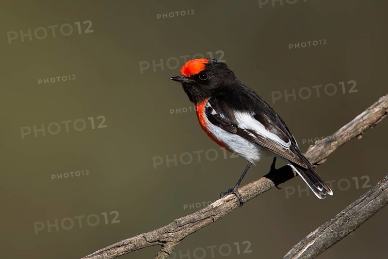 Red-capped Robin (Petroica goodenovii) male, Victoria, Australia