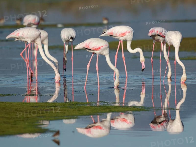 Greater Flamingo (Phoenicopterus roseus) group foraging in shallow water, Greece