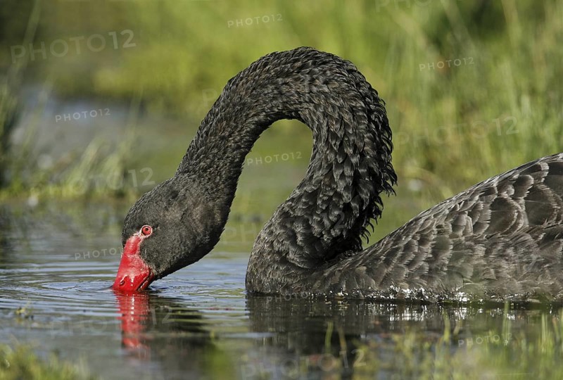 Black Swan (Cygnus atratus), Victoria, Australia