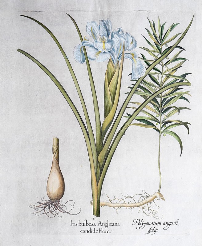 English iris (Iris Xiphioides), Polygonatum verticillatum (Polygonatum verticillatum), hand-coloured copperplate engraving by Basilius Besler, from Hortus Eystettensis, 1613