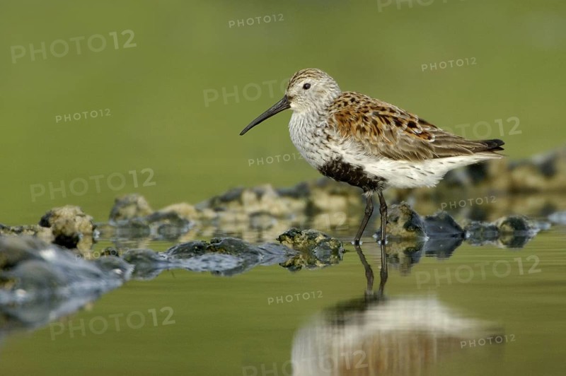 Dunlin (Calidris alpina), Texas, USA