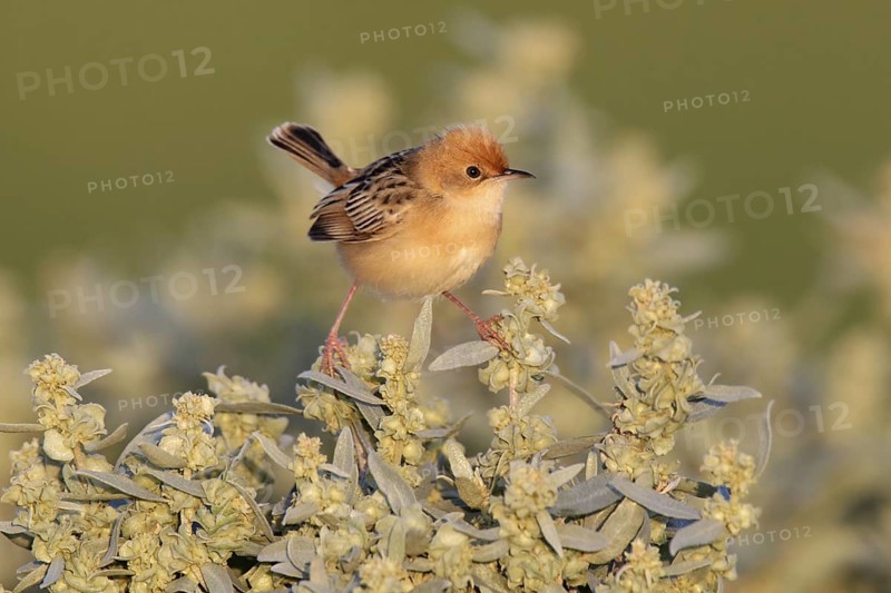 Golden-headed Cisticola (Cisticola exilis), Victoria, Australia