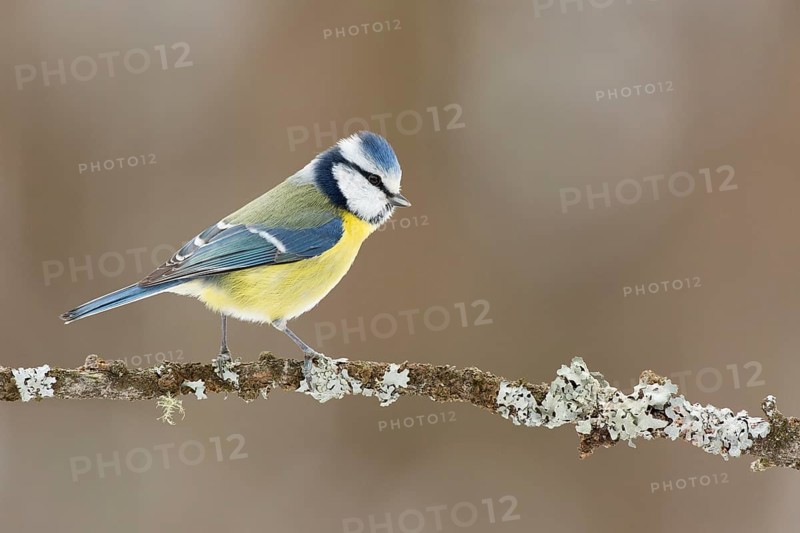 Eurasian Blue Tit (Cyanistes caeruleus) perched on lichen branch, Grisons, Switzerland