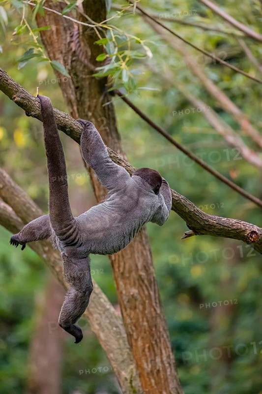 A common woolly monkey, brown woolly monkey, or Humboldt's woolly monkey (3) (Lagothrix lagothricha) climbs in a tree