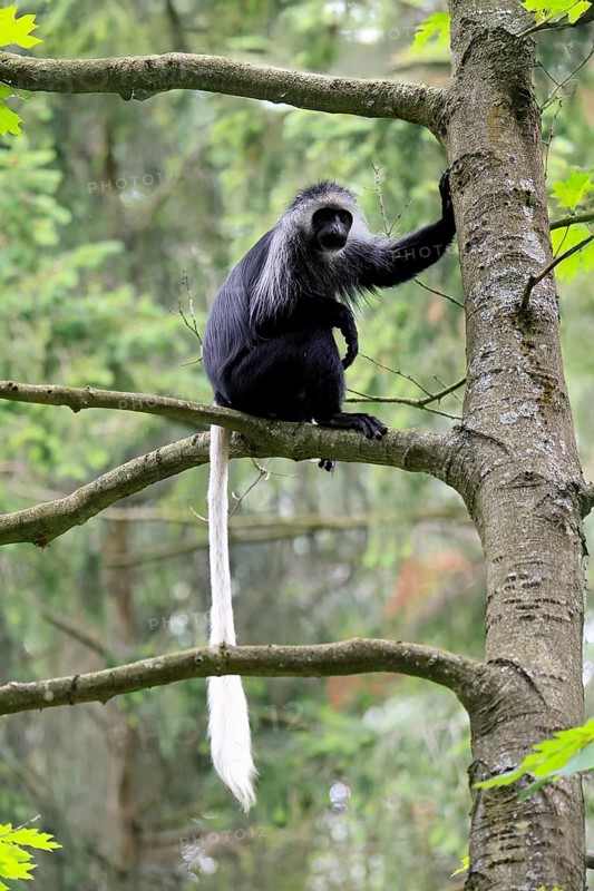 White-bearded snub-nosed monkey (Colobus polykomos), adult, sitting, on tree, foraging, alert