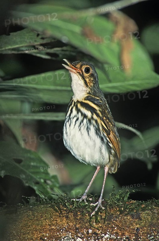 Streak-chested Antpitta Hylopezus perspicillatus Carara Biological Reserve, COSTA RICA March Adult Formicariidae Also know as Spectacled Antpitta