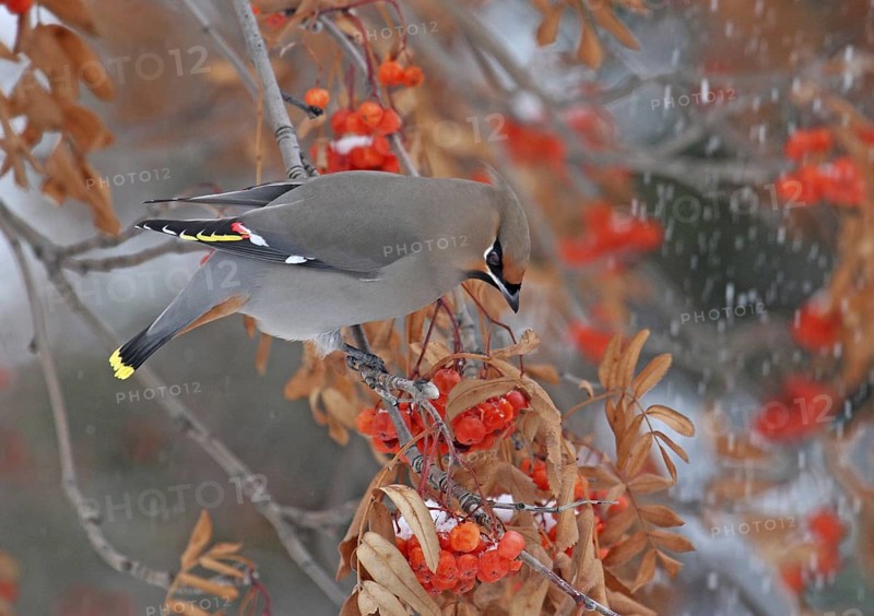 Bohemian Waxwing (Bombycilla garrulus), Saskatchewan, Canada