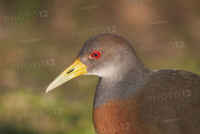 Grey-necked Wood Rail (Aramides cajaneus), Buenos Aires, Argentina