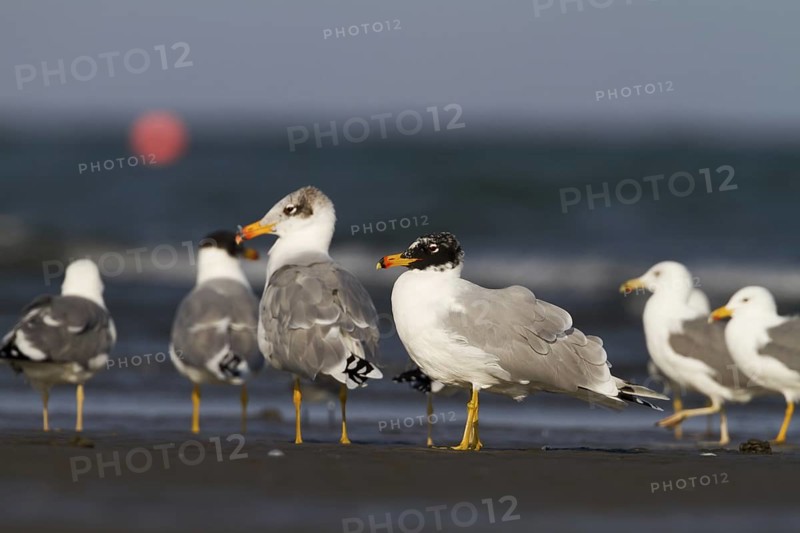Pallas's Gull (Ichthyaetus ichthyaetus), Oman
