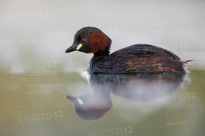 Little Grebe (Tachybaptus ruficollis), Poland