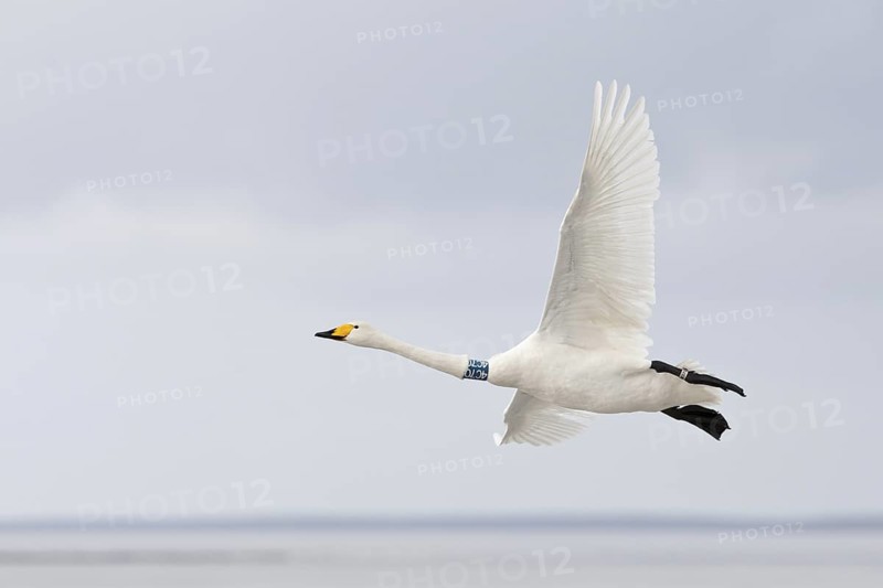 Whooper Swan (Cygnus cygnus) flying, Mecklenburg-Western Pomerania, Germany