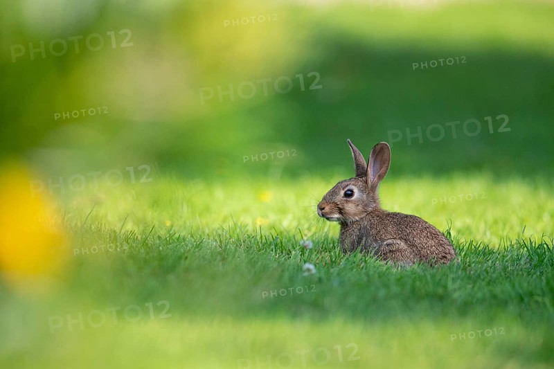Wild rabbit (Oryctolagus cuniculus), Stapelfeld, Cloppenburg, Lower Saxony, Germany