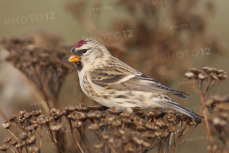Common Redpoll (Acanthis flammea), Schleswig-Holstein, Germany