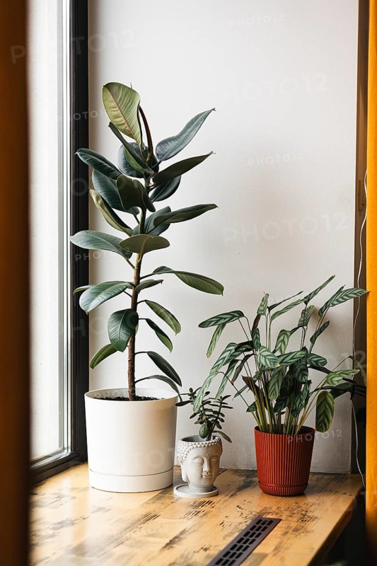 Indoor houseplants arranged on a wooden windowsill, including a tall rubber plant in a white pot, a calathea in a plastic planter, and a small Buddha head planter