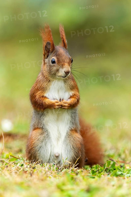 Eurasian red squirrel (Sciurus vulgaris) in a meadow, wildlife, Germany