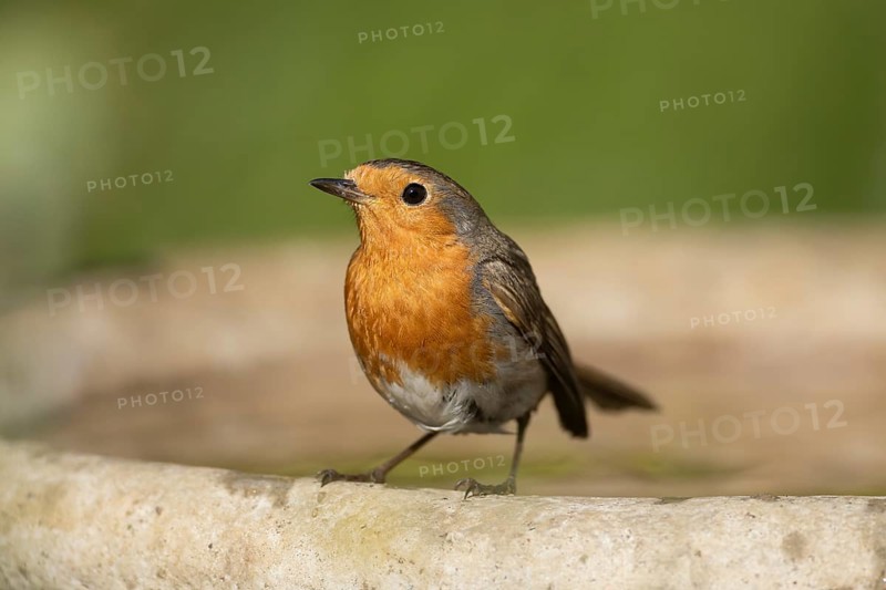 European robin (Erithacus rubecula) adult bird on a garden bird bath, Suffolk, England, United Kingdom