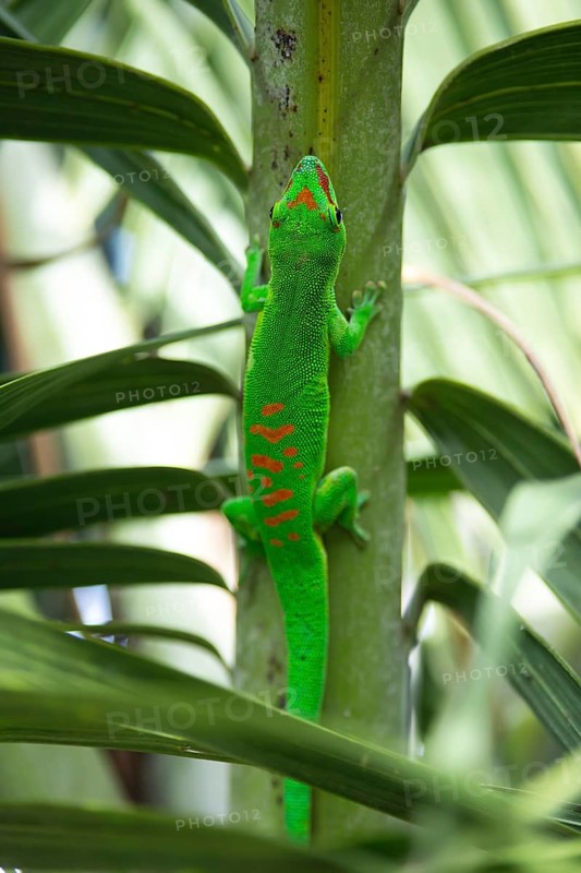 Madagascar giant day gecko (Phelsuma grandis) in the garden of the colonial house Chateau de Labourdonnais, Mapou, Riviere de Rempart, Mauritius