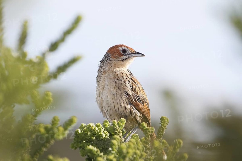 Africa, South Africa, Great Karoo