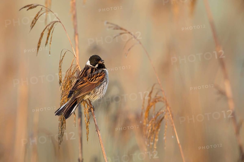 Common Reed Bunting (Emberiza schoeniclus) male in reedbed, Poland
