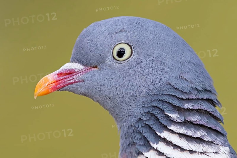 Wood pigeon, animals, birds, pigeon, pigeon family, (Columba palumbus), Pigeon ramier, Beindersheim, Bad Dürkheim district, Rhineland-Palatinate, Federal Republic of Germany