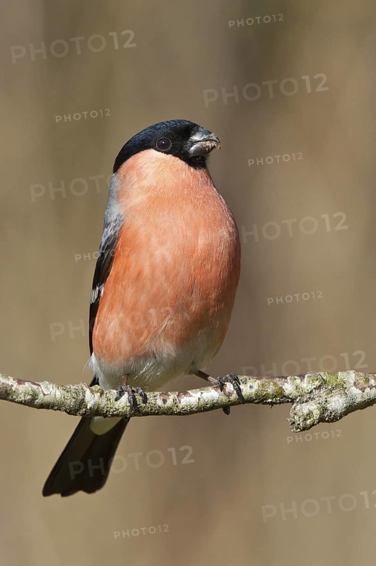 Eurasian Bullfinch (Pyrrhula pyrrhula) male, Schleswig-Holstein, Germany