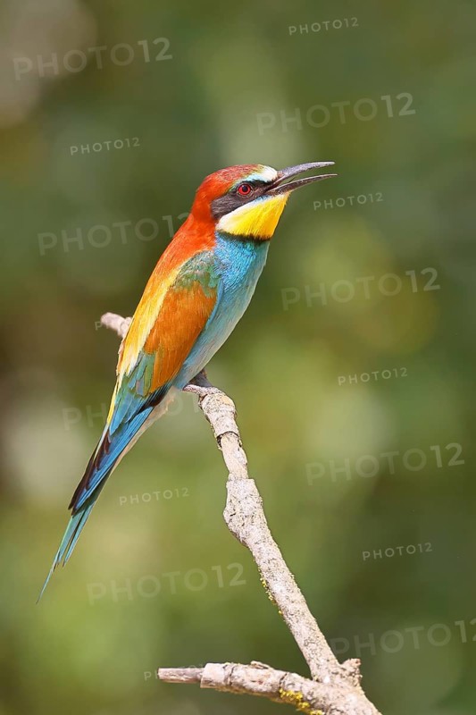European bee-eater (Merops apiaster) sitting on a branch, Lake Neusiedl, Burgenland, Austria