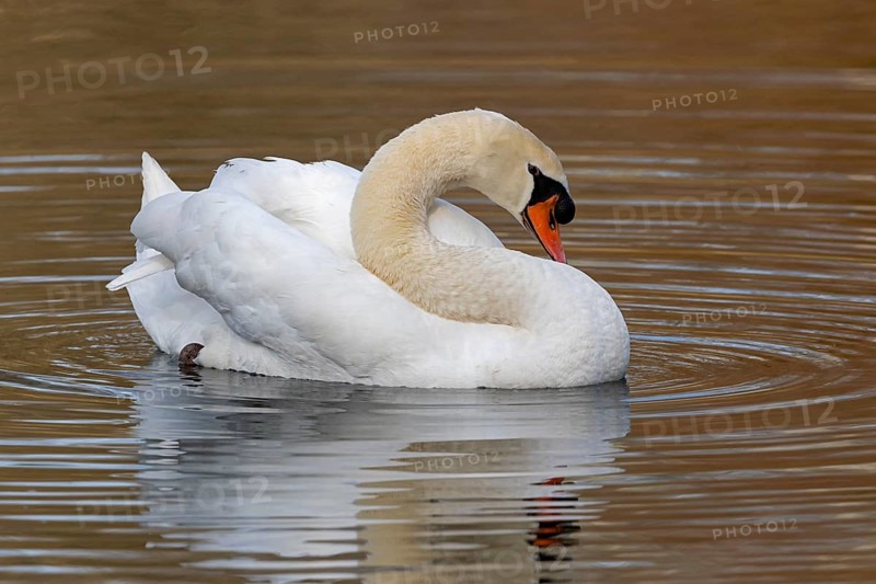 Mute Swan (Cygnus olor), Baden-Wuerttemberg, Germany