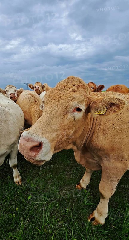 Close-up of a cow (bos taurus) on a green meadow with a cloudy sky, Franconian Forest nature park Park