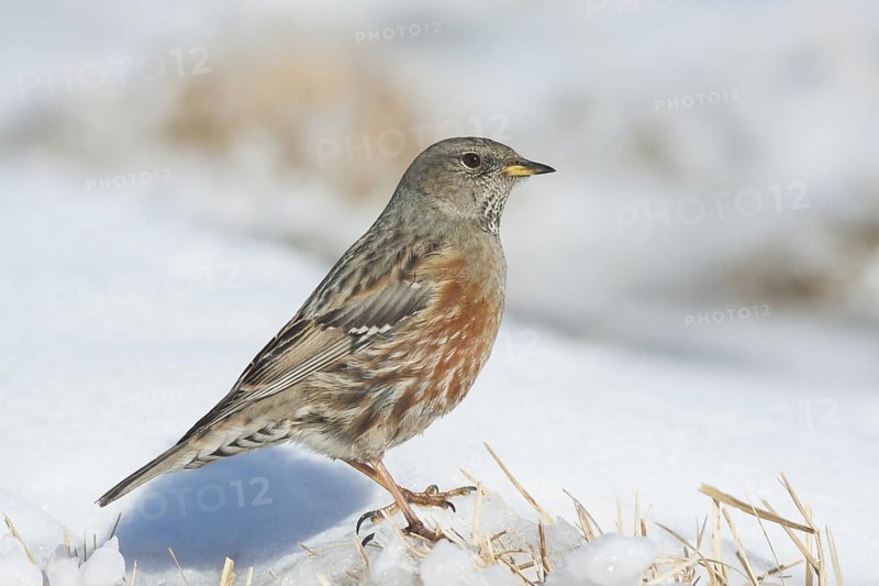 Alpine Accentor - Alpenbraunelle - Prunella collaris ssp. collaris, Germany, adult