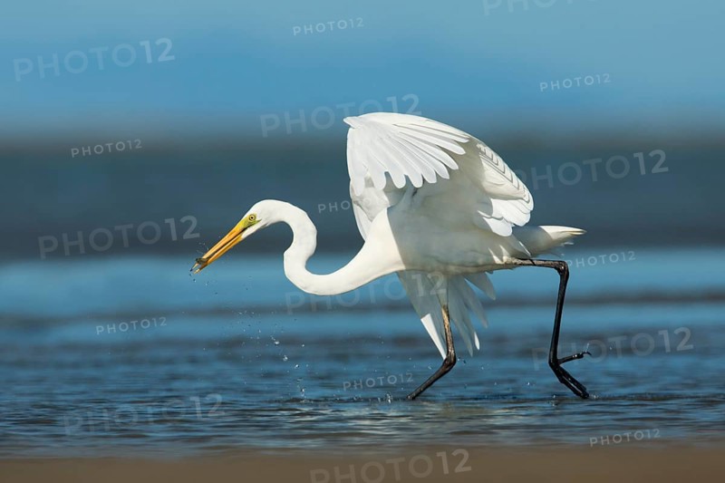 Great Egret (Ardea alba) foraging, Queensland, Australia