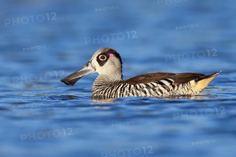 Pink-eared Duck (Malacorhynchus membranaceus)