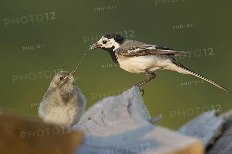 White Wagtail (Motacilla alba) juvenile, Rhineland-Palatinate, Germany