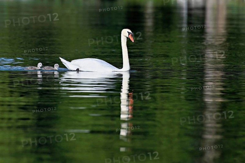Mute swan (Cygnus olor), male with two chicks swimming in Lake Zug, Canton Zug, Switzerlandq
