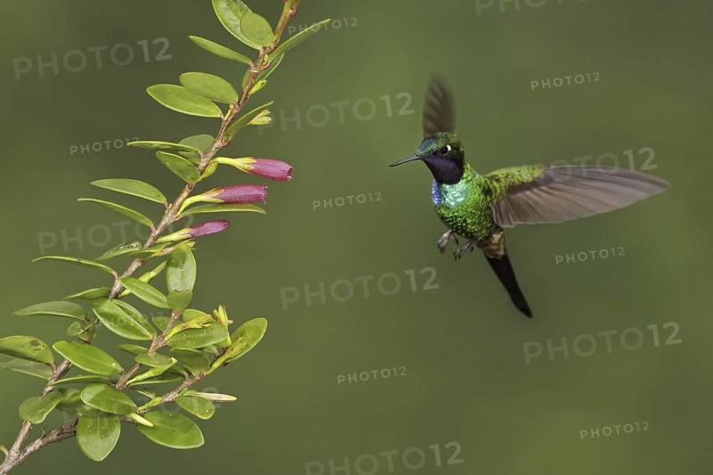 Purple-throated Sunangel (Heliangelus viola), Ecuador
