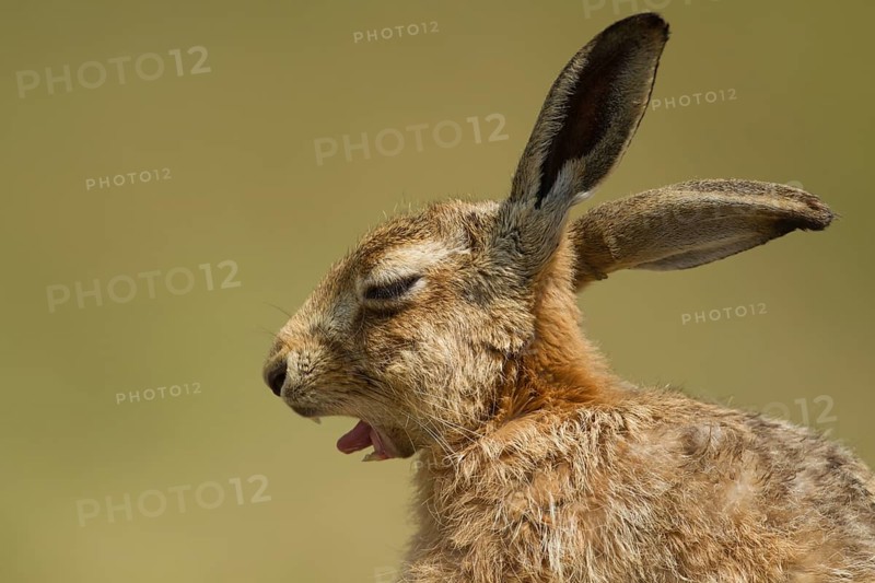 European brown hare (Lepus europaeus) adult sleepy animal yawning, Suffolk, England, United Kingdom