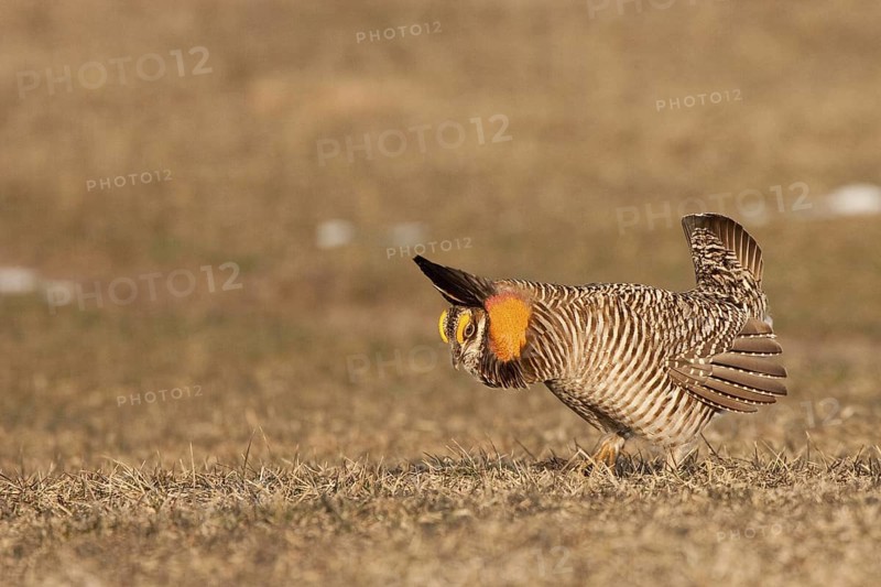 Greater Prairie Chicken (Tympanuchus cupido) male displaying, Wisconsin, USA