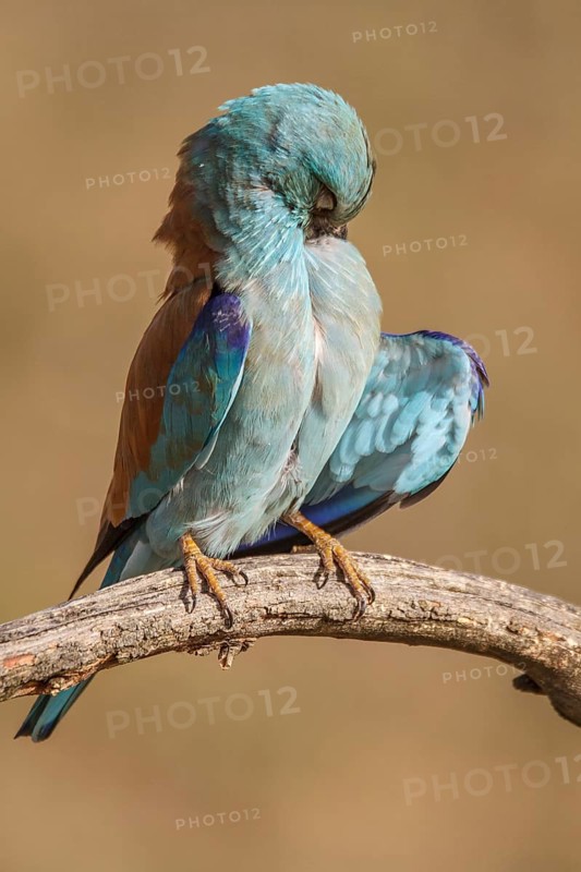 European Roller (Coracias garrulus), perched on a branch preening, Castile-La Mancha