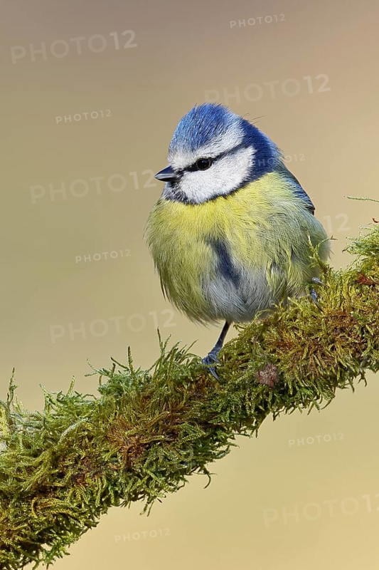 Blue tit (Parus caeruleus), sitting on moss-covered dead wood, Wilnsdorf, North Rhine-Westphalia, Germany