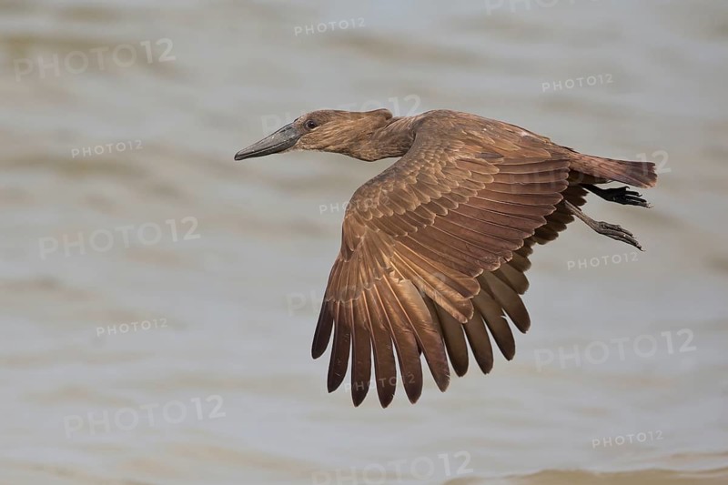 Hamerkop (Scopus umbretta) flying over water, Semuliki National Park, Uganda