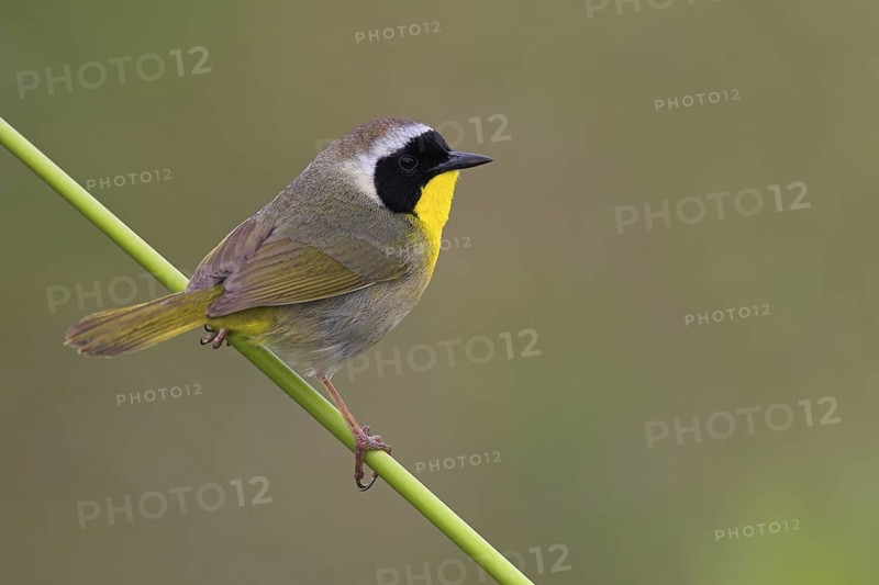 Common Yellowthroat (Geothlypis trichas), Texas, USA