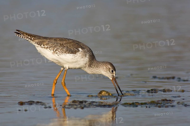 Common Redshank (Tringa totanus) foraging, Oman