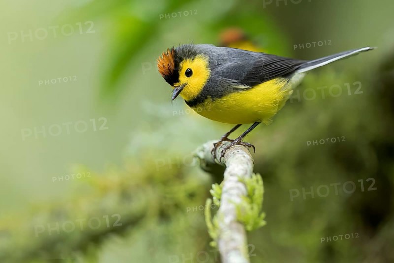 Collared Redstart (Myioborus torquatus) perched on a branch in Panama