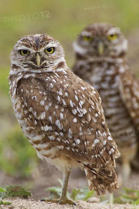Burrowing Owl (Athene cunicularia), Florida, USA