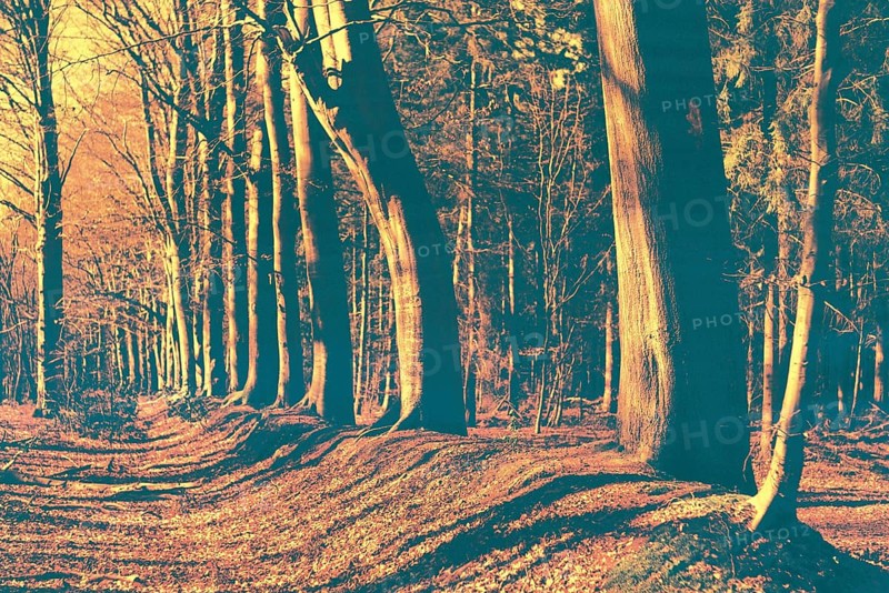 Autumn leaves, Stikelkamper-Wald, East Frisia, Germany