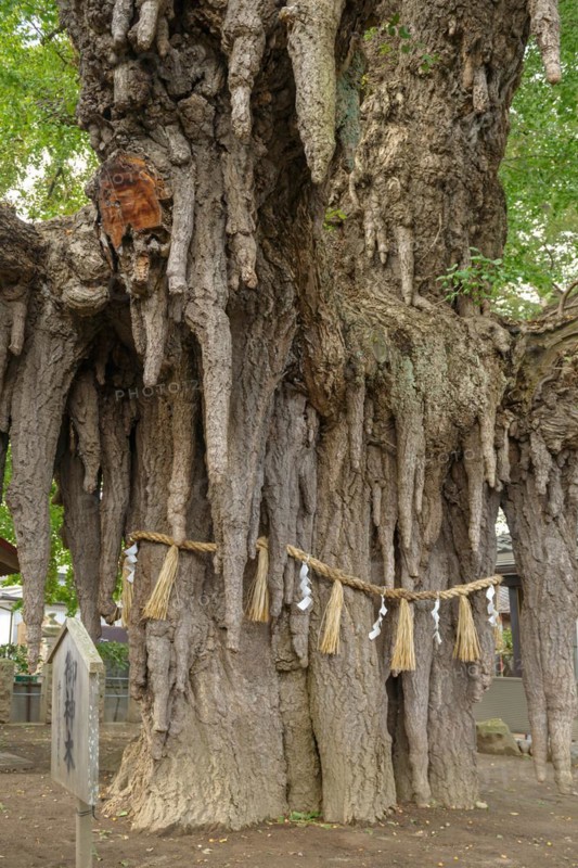 Ginkgo (Ginkgo biloba), 1000-year-old ginkgo, Japan
