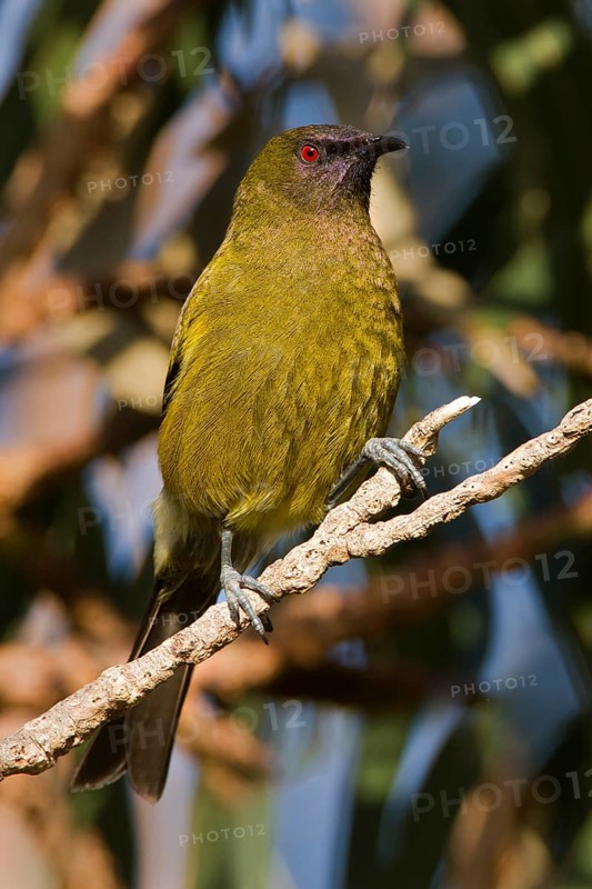 New Zealand Bellbird (Anthornis melanura), Stewart Island, New Zealand