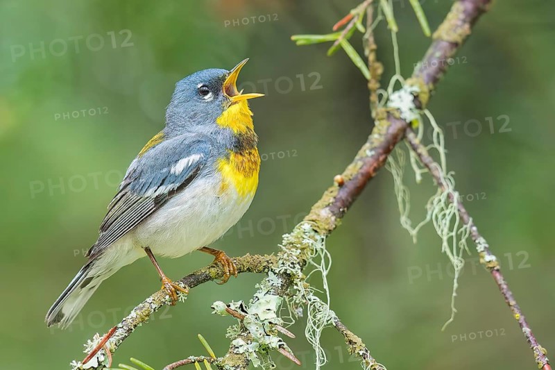 Northern Parula (Setophaga americana) perched on a branch in Ontario, Canada