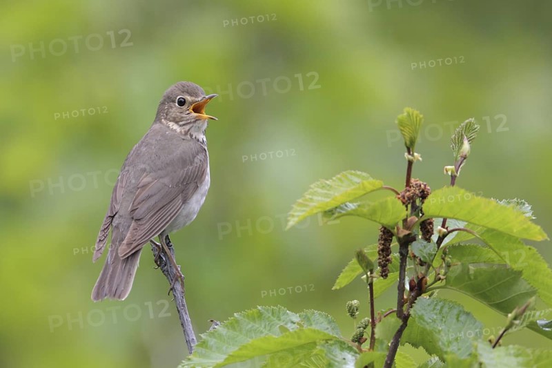 Swainson's Thrush (Catharus ustulatus) singing, Alaska, USA