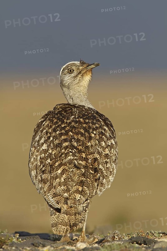 Houbara Bustard (Chlamydotis undulata fuertaventurae), Fuerteventura, Spain
