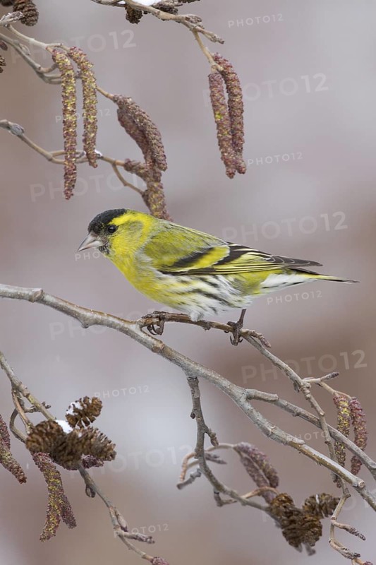 Eurasian Siskin (Spinus spinus) male, St. Gallen, Switzerland